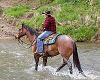 bay-roan-appendix-gelding