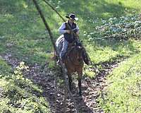 youth-appendix-horse