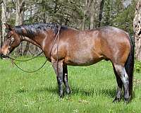 all-around-appendix-horse