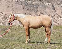 gunners-special-nite-horse