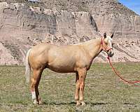 bred-mare-stallion