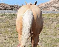 gunner-stallion