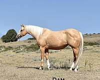 gunners-special-nite-stallion