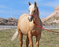 breeders-stallion