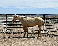 halter-broke-stallion