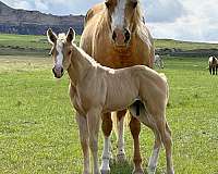 licensed-stallion
