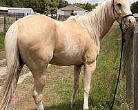 quarter-horse-for-sale