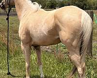 quarter-horse-mare