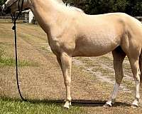 quarter-horse