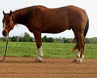 wisconsin-horse-for-sale-quarter