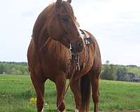 arena-broke-quarter-horse