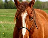 light-roping-horse-quarter