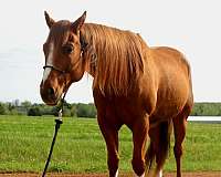 versatile-gelding-quarter-horse