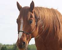forgiving-horse-quarter