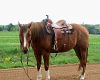 confidence-builder-horse-quarter
