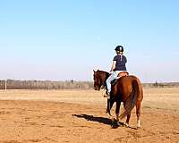 soft-ride-quarter-horse