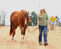 smooth-ride-horse-quarter