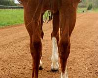side-pass-trained-quarter-horse
