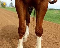 neck-rein-trained-quarter-horse