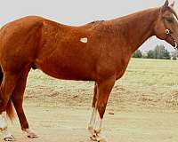 soft-mouth-horse-quarter