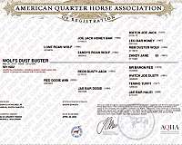 spin-trained-quarter-horse