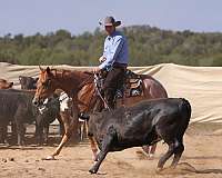 athletic-quarter-horse