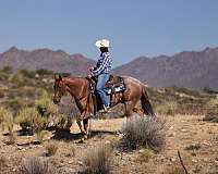 calf-roping-quarter-horse