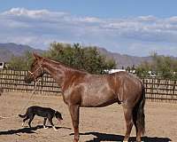 flashy-quarter-horse