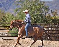 husband-safe-quarter-horse