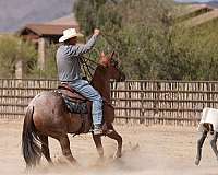 performance-quarter-horse