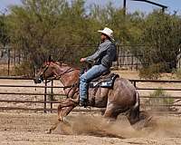 ranch-quarter-horse