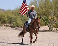 ranch-versatility-quarter-horse