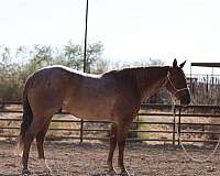 ranch-work-quarter-horse