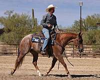 reined-cow-quarter-horse