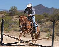 trail-quarter-horse