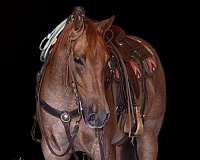 western-riding-quarter-horse