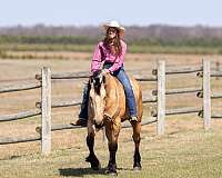 athletic-draft-horse