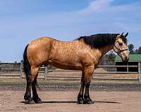 cross-draft-horse