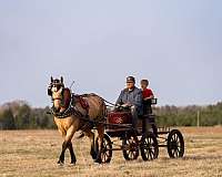 draft-horse