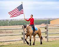 driving-draft-horse
