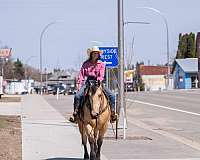 husband-safe-draft-horse