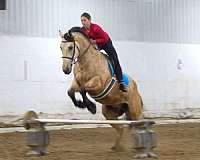 jumping-draft-horse