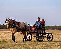 parade-draft-horse