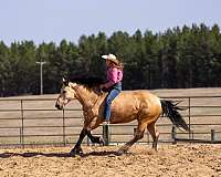 ridden-western-draft-horse