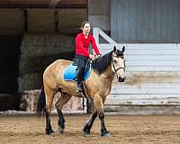 trail-draft-horse