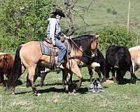 beginner-quarter-horse