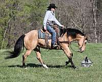 ranch-versatility-quarter-horse