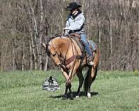 ranch-work-quarter-horse