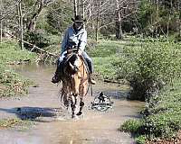 roping-quarter-horse
