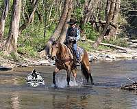 show-quarter-horse